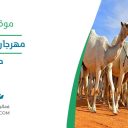 مهرجان جادة الإبل - حائل