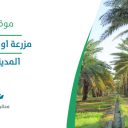 مزرعة اوقاف ذات نخل - المدينة المنورة