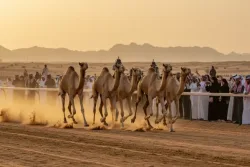 سباق المفاريد للهجن 2026