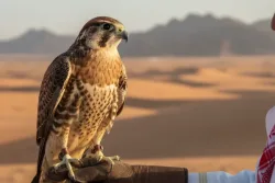 المزاد الدولي لمزارع إنتاج الصقور 2026
