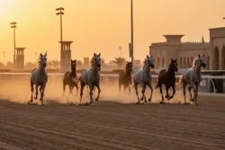 فعالية سباق كأس الطائف للسرعة 2026