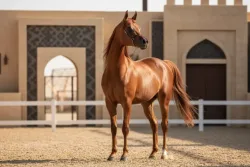 البطولة الوطنية لجمال الخيل العربية الأصيلة 2026