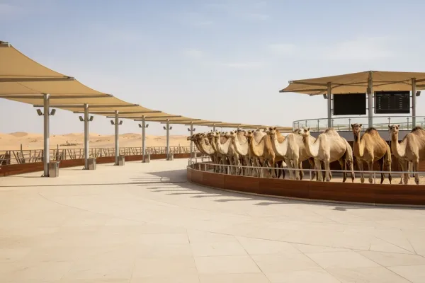 مهرجان ومزاد المدينة المنورة الثالث للإبل 2026