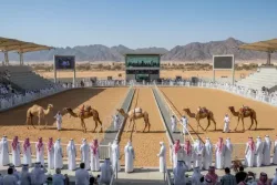 مزاد حائل للإبل 2026